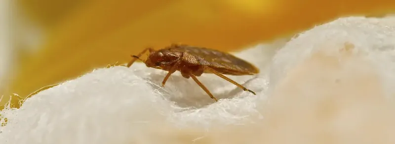 ছারপোকা চিকিৎসা