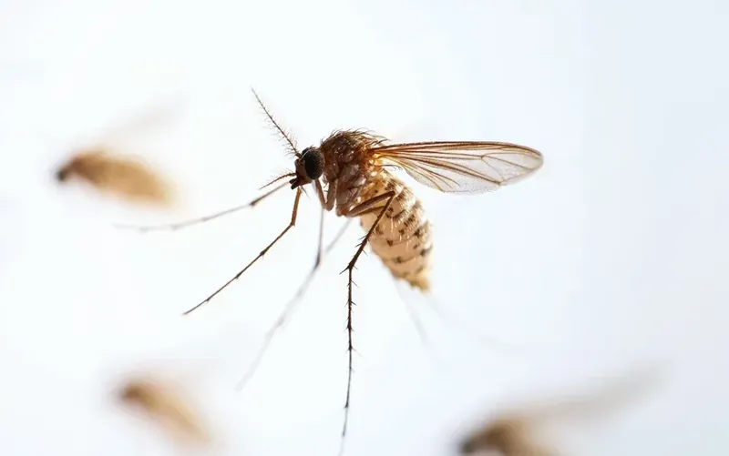মশার চিকিৎসা